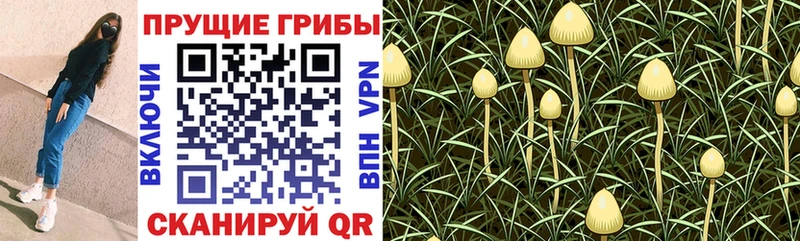 купить   Наволоки  Галлюциногенные грибы GOLDEN TEACHER 
